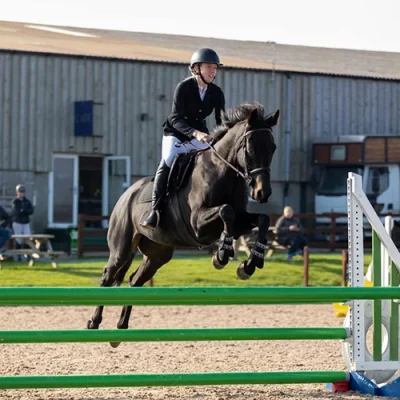 MK Vet Physio horse jumps
